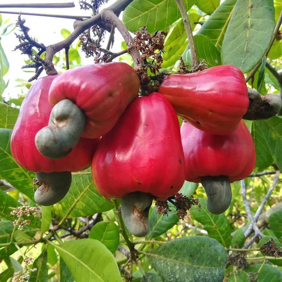 Cashew Nut Bungalow, Ko Mook Kültér fotó